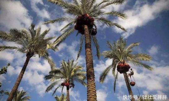 水果|中产自中国的水果,在迪拜大受欢迎,成为一种“地位象征”