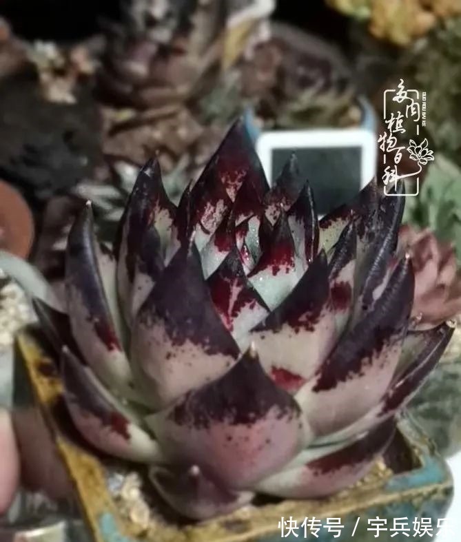 多肉植物|养多肉三年多九万里悟道,终归诗酒田园!