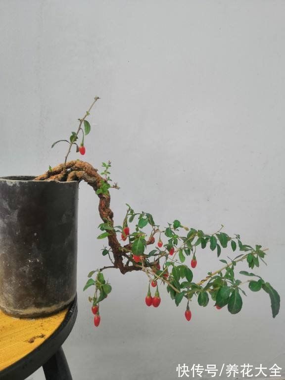 “家有果树,四季镇宅”,养盆果树,满枝结果有吉祥好兆头
