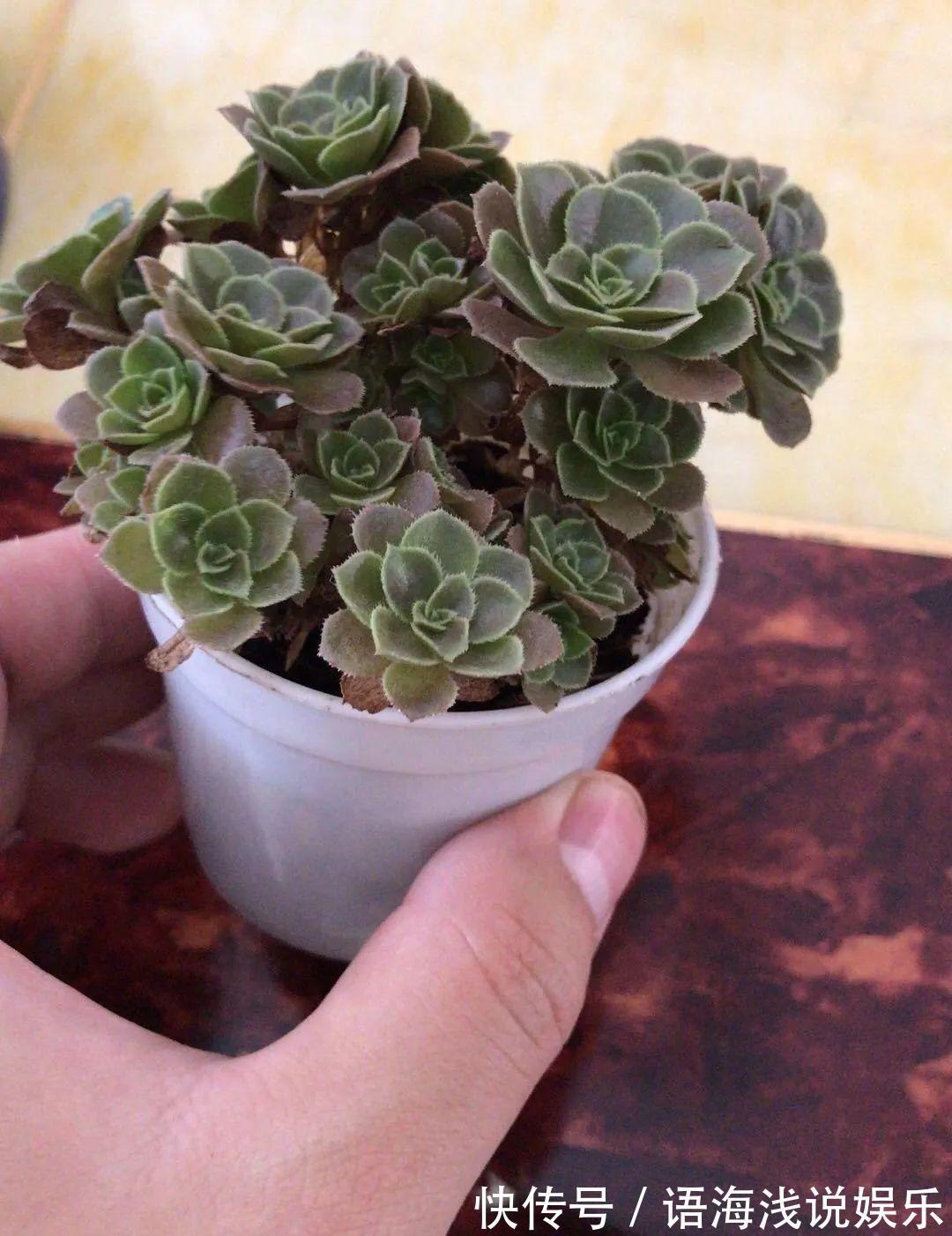 君子兰越小越值钱,养了4年,只有硬币大!