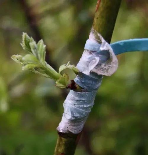 嫁接月季花?告诉你个小绝招,一年四季都能活,变成老桩大花树