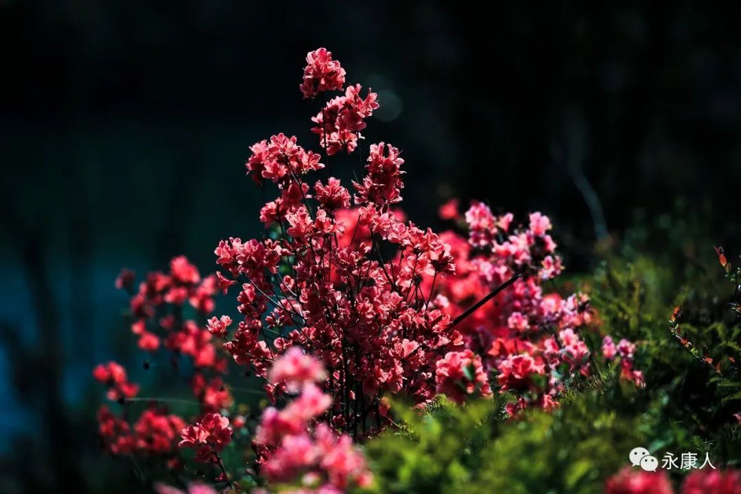 杜鹃花霸屏！永康这个地方的杜鹃花浓郁绽放