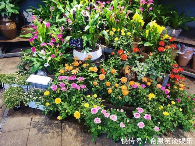 “难养”花草名单已公布,是有些花友的最爱,劝你早放弃