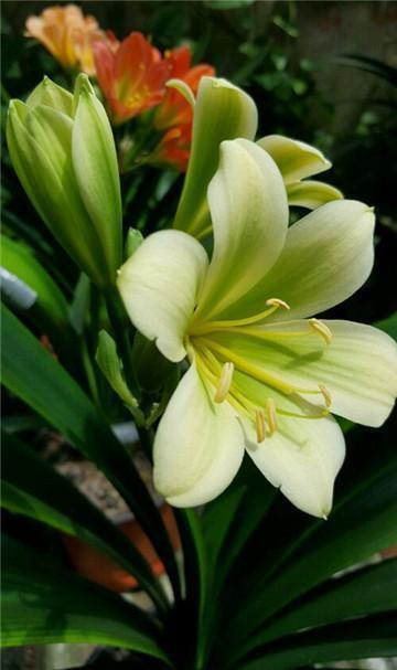 养护君子兰，不懂浇水园艺大叔用3个小技巧，君子兰从不烂根！