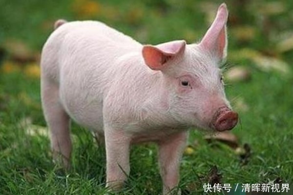 生肖猪好好珍惜这2大贵人,把握住必能步步