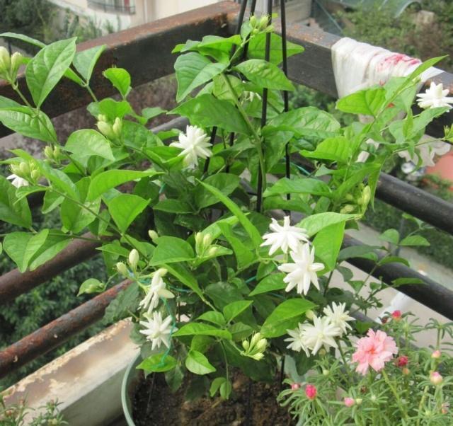 茉莉花的3个特性，养花大咖教你让茉莉花盆栽枝繁叶茂开花多