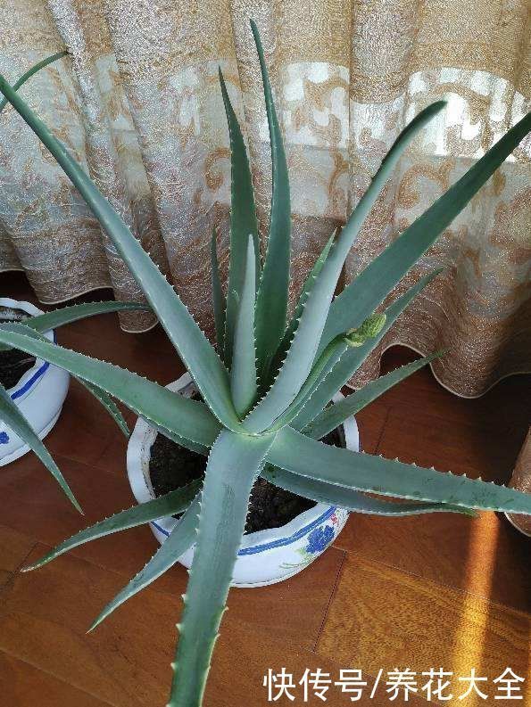 芦荟|家里养盆芦荟,净化空气效果好,还有好多用处