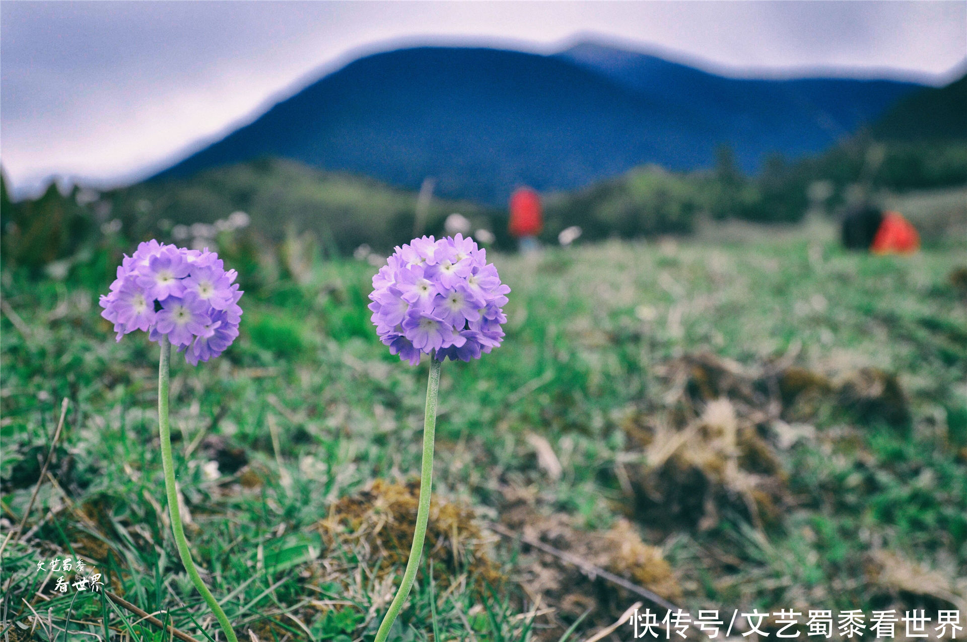 在川藏线上有一个仙境一样的村庄，鲁朗扎西岗村，去过的人并不多