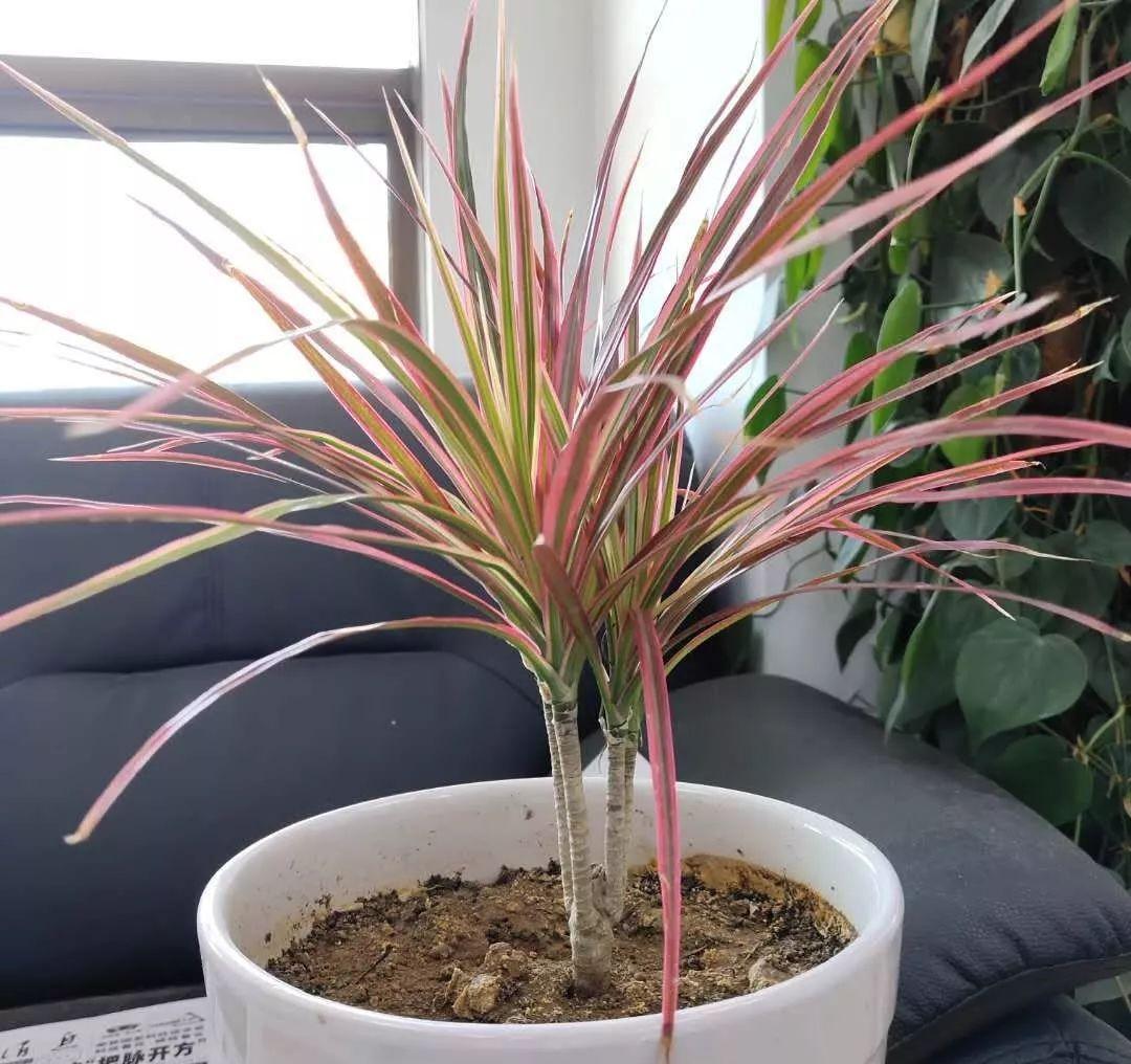 养花:6种“丑八怪”,放在家里能镇宅,养的越久越气派