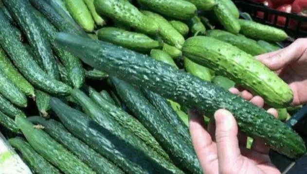 买黄瓜时,挑“直的”还是挑“弯的”教您正确方法,别再选错了
