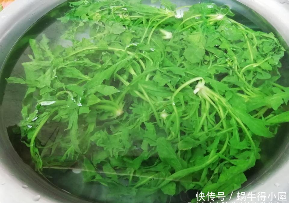 这菜不花一分钱，焯水储存一年都不坏，现在正当季，不懂可惜了