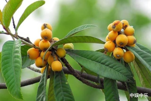 肺不好的人，盡量多食用這4種食物，大家可以嘗試喝1茶