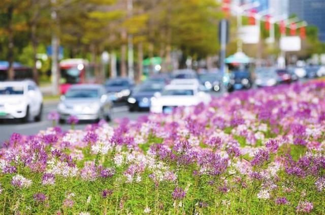 深圳原来就是一个“花花的世界”，你还不出门赏花就out了|深晚荐读 |深圳原来就是一个“花花的世界”，你还不出门赏花就out了\＂,\＂i12\＂:\＂深晚荐读