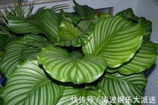 液体|栀子花、茉莉花、都爱喝“1种液体”,用后叶子绿、开花旺