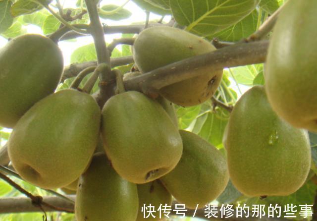 孕妈|怀孕后平时放开肚子吃4种食物,或对胎儿的发育有益,孕妈别不信