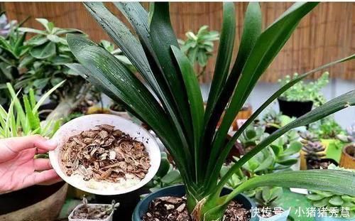 1种配土方法种君子兰，新叶嗖嗖长，年年都开花