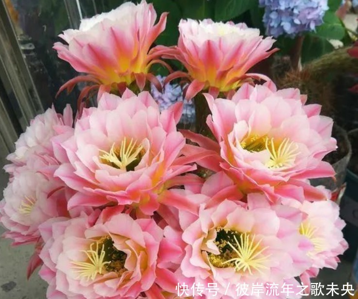 花开时节|“1种花”开花特漂亮,却从来不长叶子,漂亮又好养,一养就上瘾