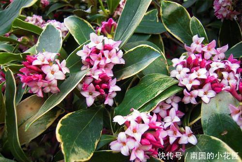 此花比香水还香,开花漂亮,香味浓郁,是家庭盆栽佳品