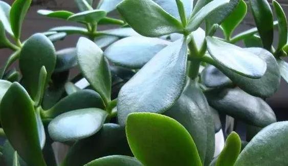 玉树不会养,学这3招细节和2个关键点,轻松开出小白花