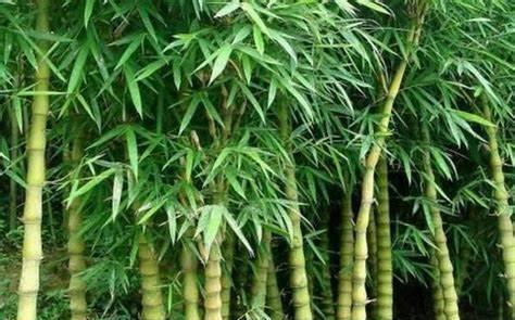高雅|养花试试这几款，姿态秀丽，四季常青，古朴典雅，尽显高雅清新
