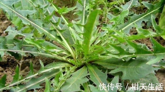 肺结核咯血|老人在农村采摘的野菜,降血压,清肝明目,每天吃一点健康常伴