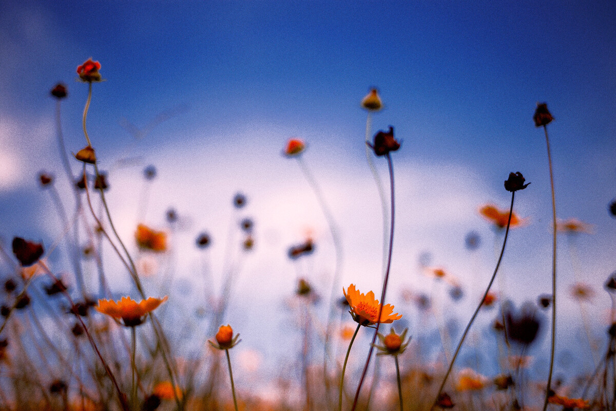 生病|张蕾一次生病,危在旦夕,可她却选择了瞒着老公
