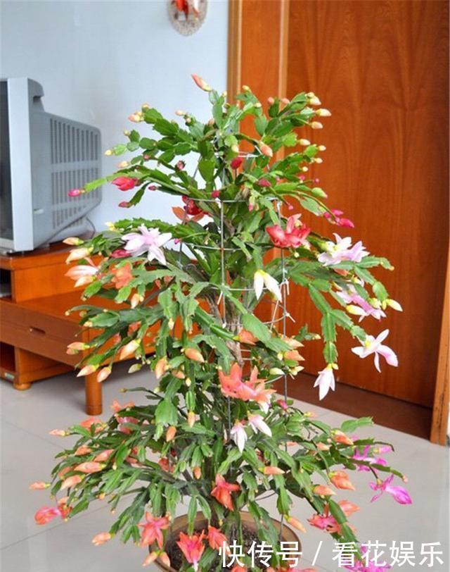 嫁接的蟹爪兰怎么养做到这“一点”,开成一棵花树,层层都是花