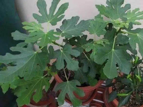 阳台养这10种菜,长得快、结果多,全家都够吃!