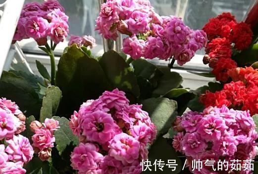 爷爷养长寿花，20天喂1勺“它”，花苞冒出来，开花200朵！