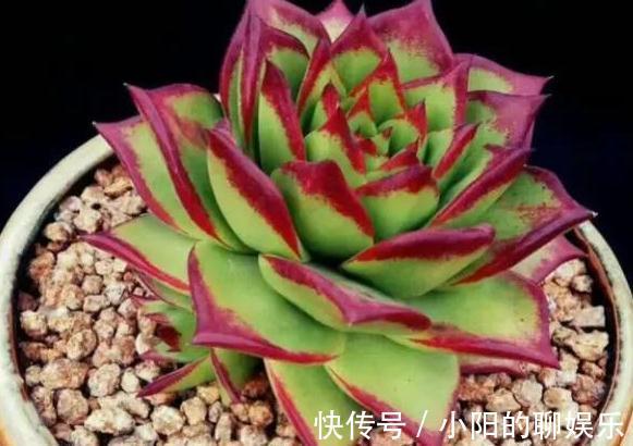 多肉口红在冬天怎么养出大红边