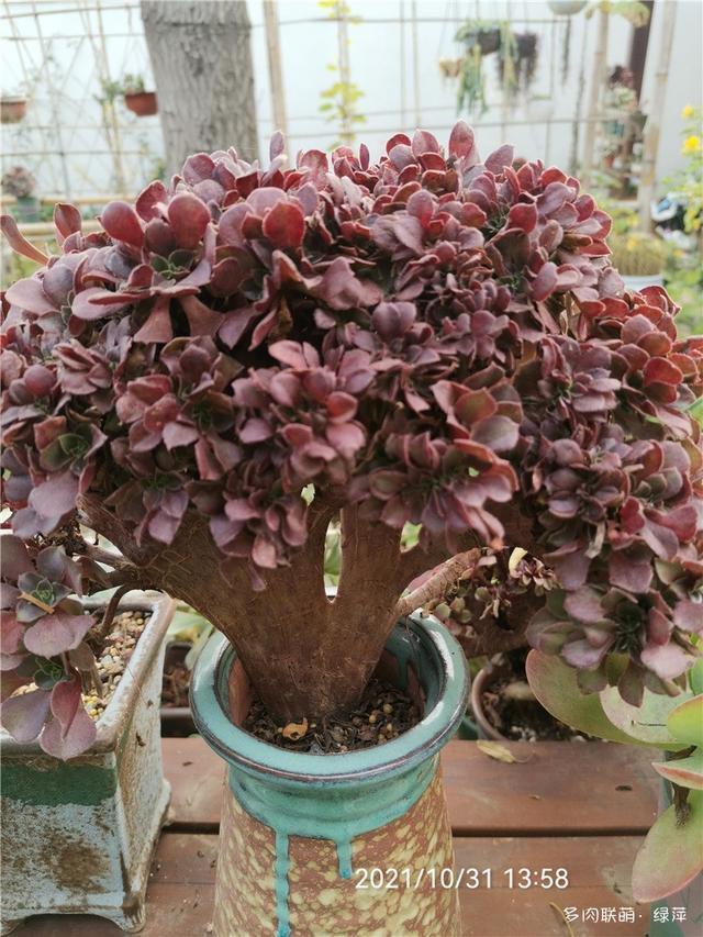 拈花一笑为红颜,无奈雨霾非吾恋