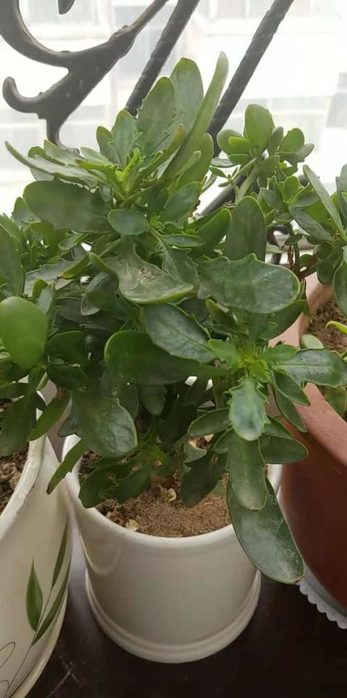 长寿花应该怎么修剪？