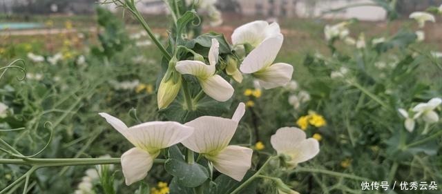  清妍豌豆开白花，用心赏悦美如画