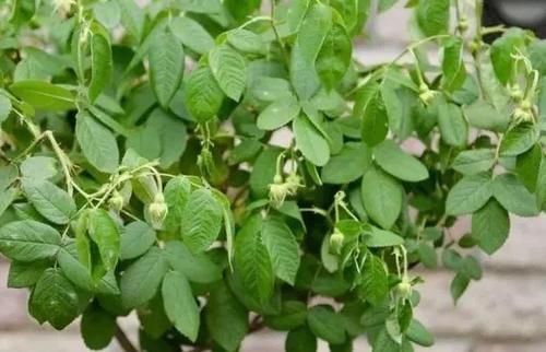 月季长满了花苞还能换盆吗？浇水来不及怎么办？