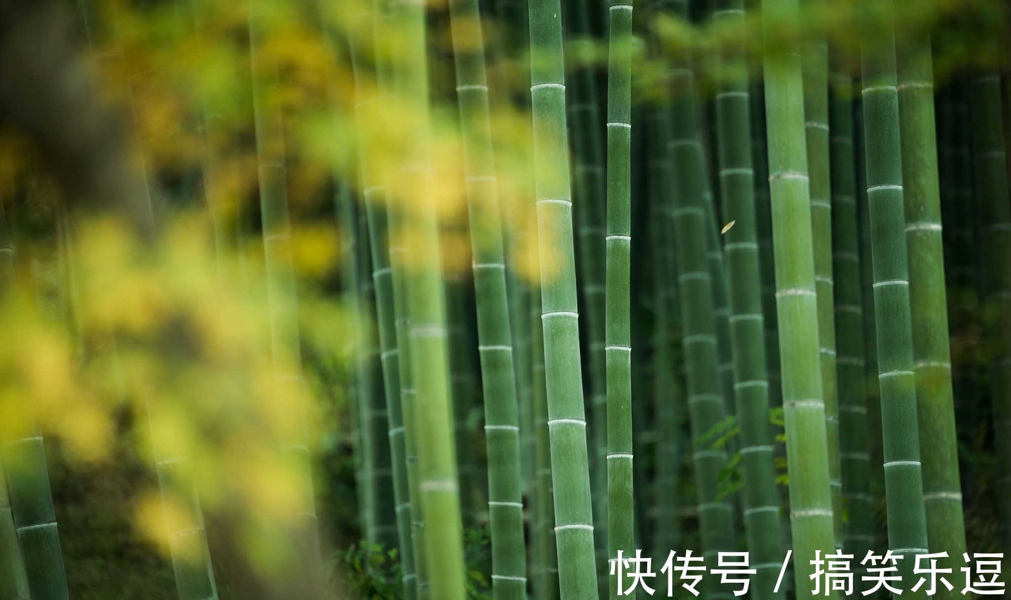 劲节&节入云霄虚若谷,榜称杰俊愧三竿。天府诗人《竹咏》诗词