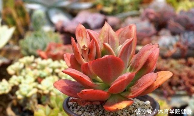 入夏,多肉断水还是不断肉肉进入休眠期后,要有这种浇水意识!