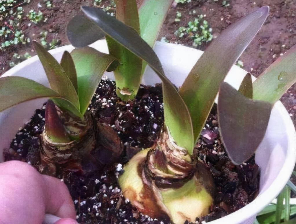 一种“大胖花”，埋土里2个月，不用管它，窜满花箭，开花大又多