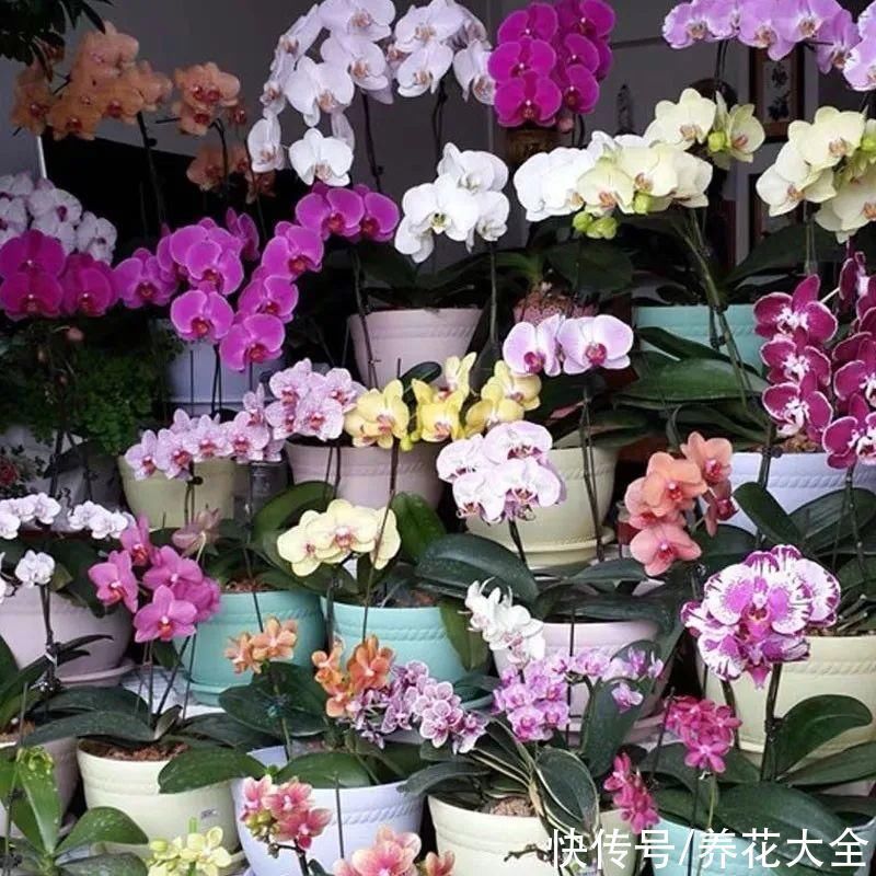 红火好养的“喜庆花”,现在买不吃亏,下个月价格翻两倍