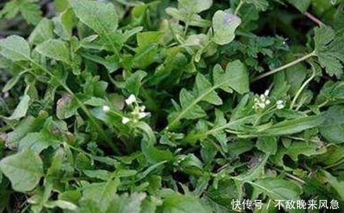  好处|绿色蔬菜挑花眼？这3种对身体好处很多，你不能错过
