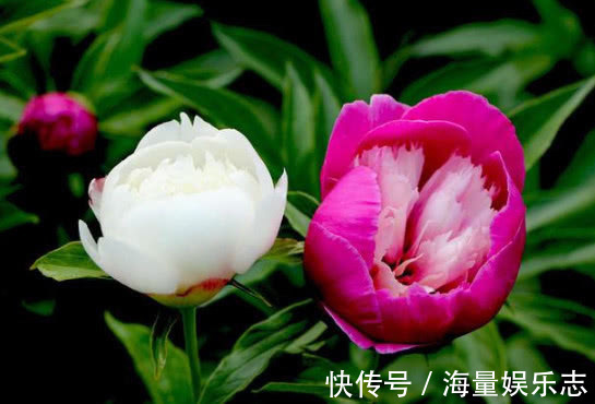 “5种花”最适合女生养，瘦身又美容，赏花还变美，养1盆真值！