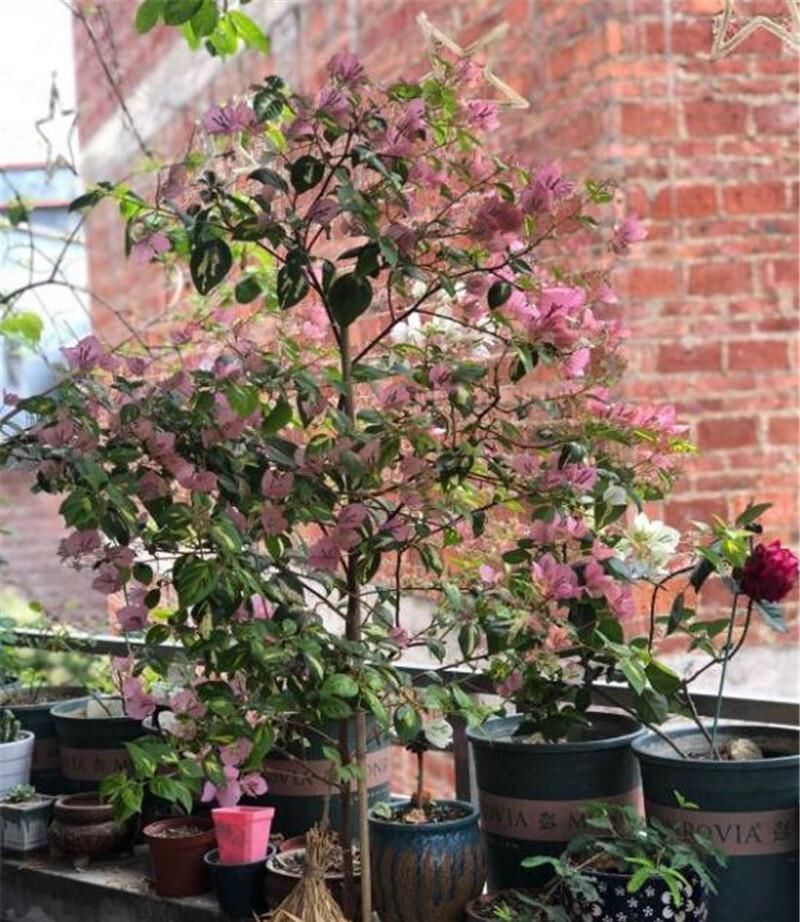 想让三角梅爆花掌握“一少一多”,轻松让它化身开花机器