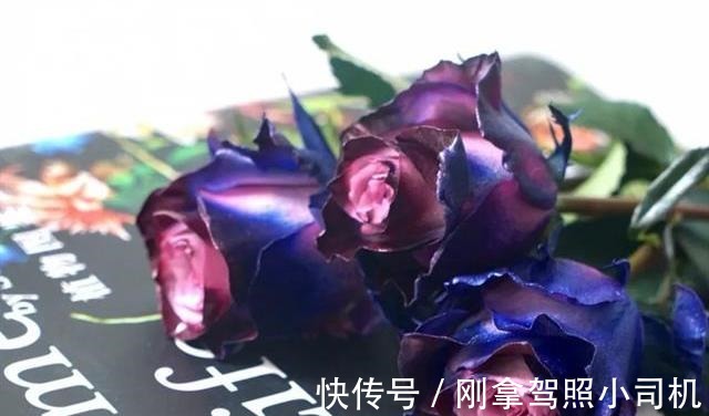 比较受欢迎的10款进口玫瑰花,一直都供不应求,你粉了吗