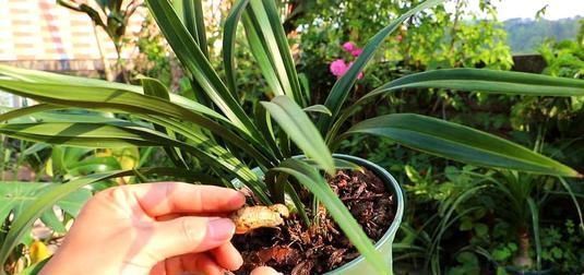  用来|什么淘米水、黄豆水都不如它，用来养兰花，新叶侧芽一起长