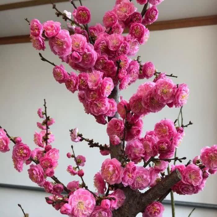 4种花很好养,耐热耐晒更耐旱,日子红火财运滚滚,好看极了