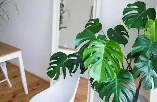 阳台上|6种耐阴花,养了“不上当”,室内百搭盆栽,摆在角落也爆盆