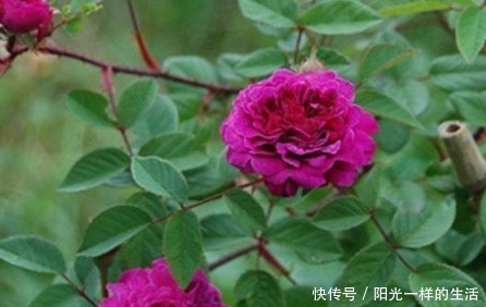 新手养花,不如养盆花中精品“紫玉玫瑰”,花色浓艳,娇艳欲滴