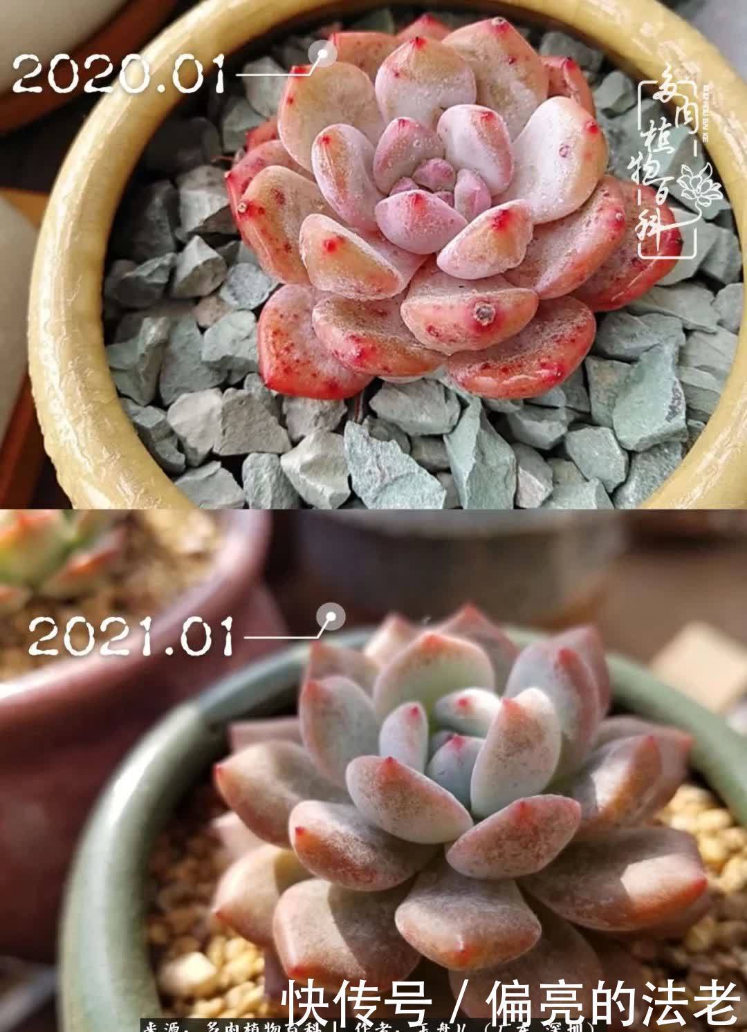 入坑一年半的新手养肉心得