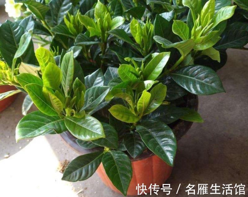 浇水|夏秋养花盆栽栀子,做到这些,香盈满屋,花叶果俱美