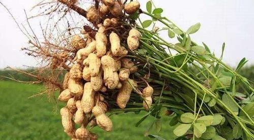 花生|每天吃5颗“生花生”,不到一个月,会收获3个好处,了解一下