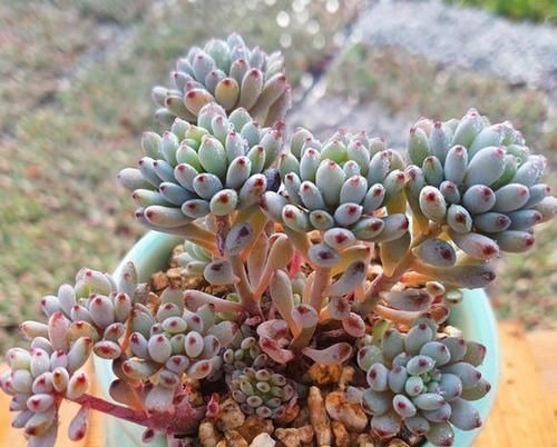 达摩福娘|4种自带香味的多肉,窗台养一盆,满屋子飘香,你养过几种?